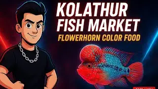 Kolathur Fish Market Chennai 🐠 | Flowerhorn Color Booster Food Review 🌈🔥