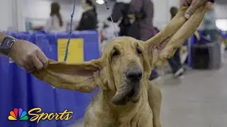 2025 National Dog Show: What are the different kinds of dog ears? | NBC Sports