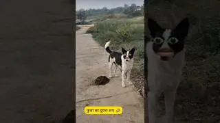 Dangerous Dog Comedy 🤣🤪|#shorts #funnycomedy #comedy #thetharpuns #desicomedy #ytshorts #viralvideo