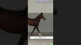 #onlinehorseauction  #onlinepaardenveiling  #pferdeauction #aukcjakoni #veulens #veulen #poulains