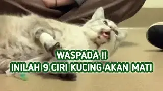 Ciri-Ciri Kucing Akan Mati | Tanda Tanda Kucing Akan Mati, Perhatikan 9 Tanda Ini !