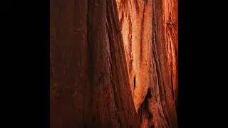 Lenovo ZUI 15 Background Sounds - Cicada