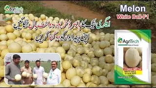 Hybrid f1 Melon Seeds production | Melon cultivation | kharbooza ke beej | | AgriTech Hybrid Seed