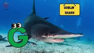 A to Z Shark Song | Fun Shark Alphabet for Kids 🎵 | #abcd #kids