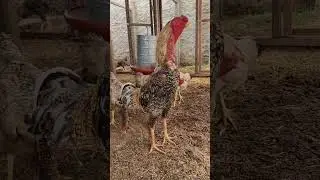 Megatron, galo carij&oacute;...#&Iacute;ndioGigante #galo #rooster #chicken #carij&oacute; #galocantando #Megatron