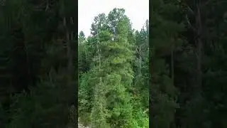 Красота Сибири #travel #природа #путешествия #discovery #music #forest #горы #сибирь #siberia
