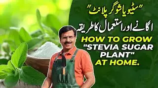 How To Grow 