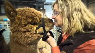 Alpaca Show preview