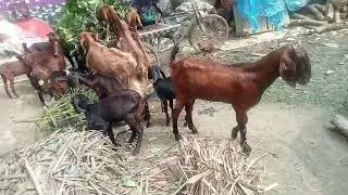 পারিবারিক ভাবে ছাগল পালন