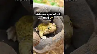 Toads in the garden #toad #desertgarden #arizonagarden
