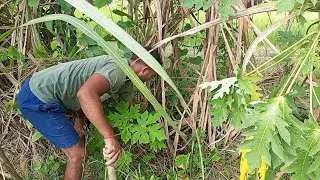 barish hone ke bad ped lagaya | sky team vlogs @Active Rahul #vlog24