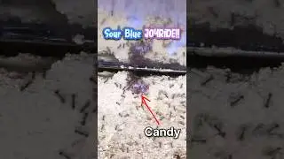 I GAVE my ANTS SOUR BLUE JOYRIDE!!