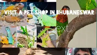 PET PARADISE,one of the best pet shop of bbsr,odisha// exotic animal, reptiles,and birds u can get