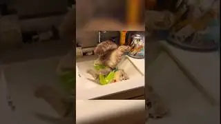 Sneaky Cat Surprise Moment