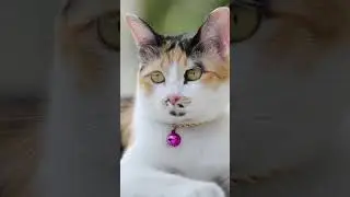 Cat collar bell jingles #soundeffects #asmr #animalsounds