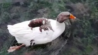 ÇAPALI GÖLÜ - AFYON / DİNAR