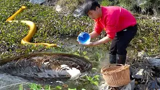 The big clam in the pond full of aquatic plants, unexpectedly containing gemstone like pearls inside