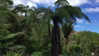 Black Tree Fern - Cyathea medullaris