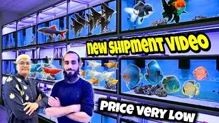 Model Aquarium Saddar Karachi New Shipment 🐠 | Aquarium Fish Prices Very Low | kami razzaq 
