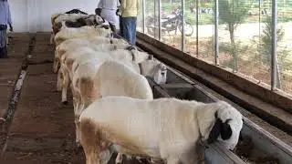 Aaradhya sheep and goat farm  Gowripura