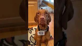 The Most Beautiful Animals #christmas #cat #dog #animals #shorts #fyp #penguin #viral #video #page