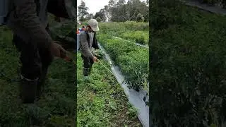 Serba-serbi Corps Tani Lintong  (31)