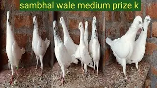 Original sambhal wale white kabootar sale (sisam wale kabootar sale)