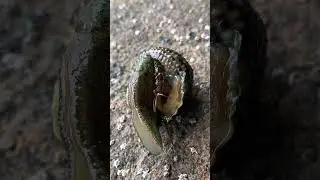SEA snails 🐌                                                                                #shorts