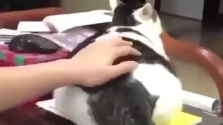 Extra Thicc Cat