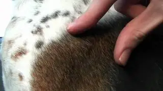Beagle shedding