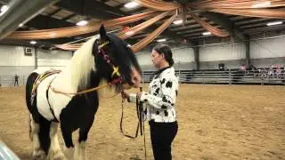 Vanner Fair 2013 Gypsy Vanner Horse & Car Show