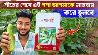 শীতের শেষে কোন শশা চাষ করলে সবচেয়ে বেশি  লাভ করা যায় ? দেশি জাতের লাভজনক শসার চাষ।