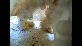 Octopus steals GoPro camera