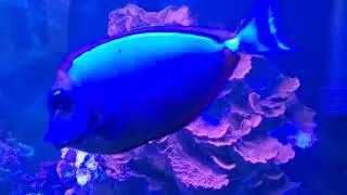 Corals in my 55gal tank... leather, toad stool, zoas