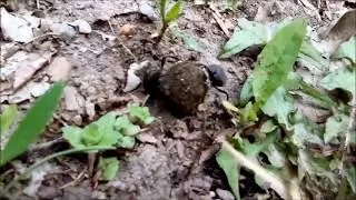 Sisyphus schaefferi - dung beetles with dung ball