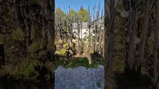 #stunz #fireworks #thuja #heckenbrand #fypシ゚viral #nature #stunzgarten #goviral #baumf&auml;llung #fyp