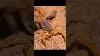Scorpion 🦂 | Arachnids That Have Maternal Care Behavior! #animals #facts #shorts