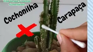 Cochonilhas de carapaça,como acabar!