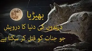 Wolf Pack Life Style | Urdu Documentary | Facts About Wolf