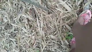 vara de bambu pra tirar coco