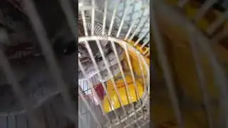 Snake in the cage