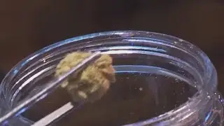 &lsquo;A tough road&rsquo;: Several factors drag down Oregon cannabis sales