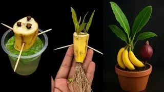 Unbelievable Hybrid Banana Plant Grows Clove Fruit! | Nature&rsquo;s Hidden Magic |