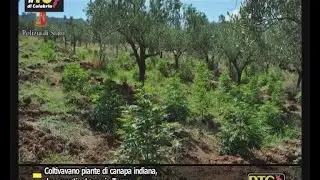 Coltivavano piante di canapa indiana, due arresti a Lamezia Terme RTC TELECALABRIA