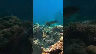 Когда работаешь с рыбами