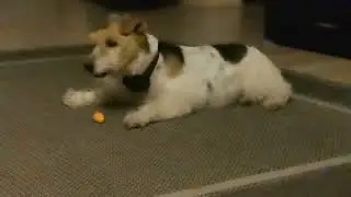 Fox terrier & the carrot 🥕 challenge #carrot #dog #love #food 