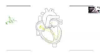 Electrical Circuit of the Heart