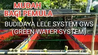 BUDIDAYA LELE SISTEM GWS (GREEN WATER SYSTEM) KOLAM TERPAL