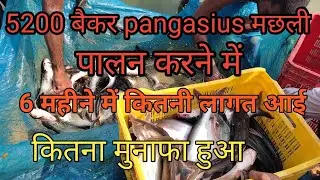 5200 बैकर pangasius मछली पालन करके 6 महीने तक कितनी लागत और कितना मुनाफा #farmingbhiyaji