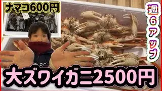 『大ズワイガニ2500円、黒ナマコ600円、来週寒波マジか…』#激安  #魚屋　#相木魚問屋 #敦賀   8/1/15